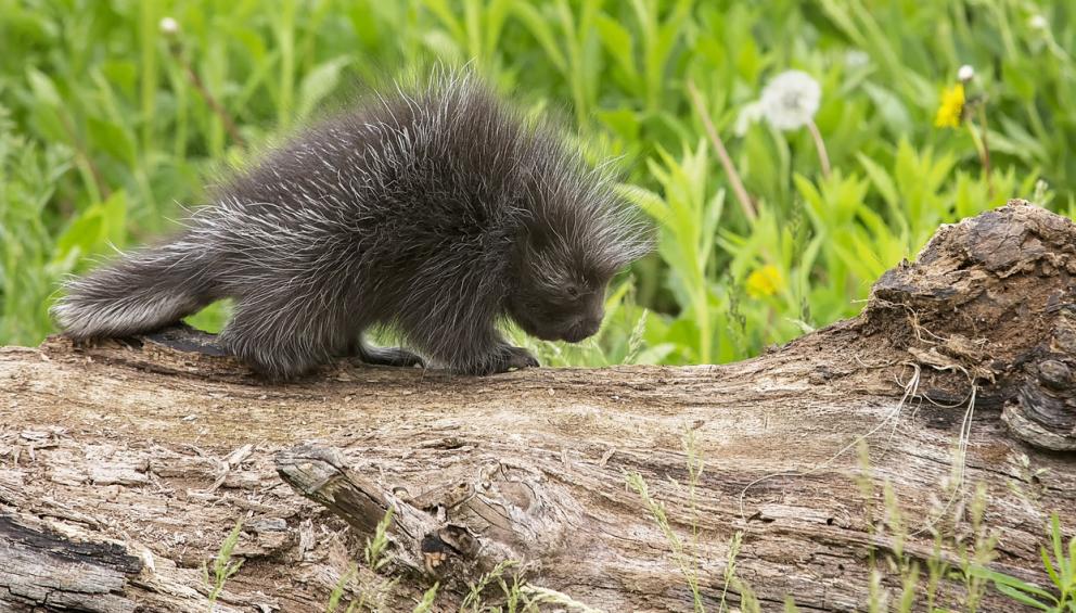 North American Porcupine (Erethizon Dorsatum)