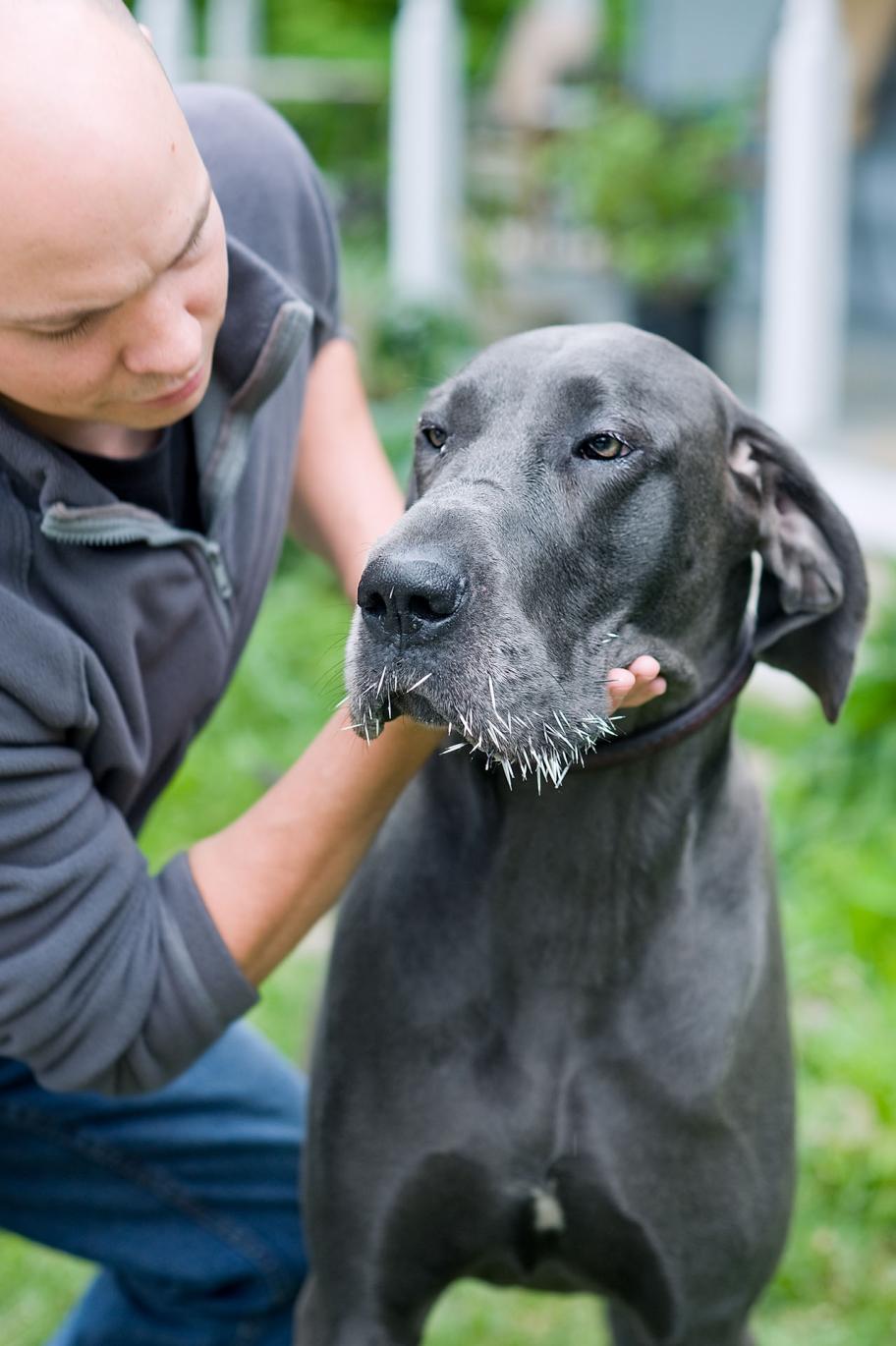 porcupine quills in dogs muzzle