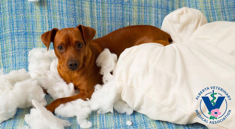 Dog Houses & Bedding | Alberta Animal Health Source