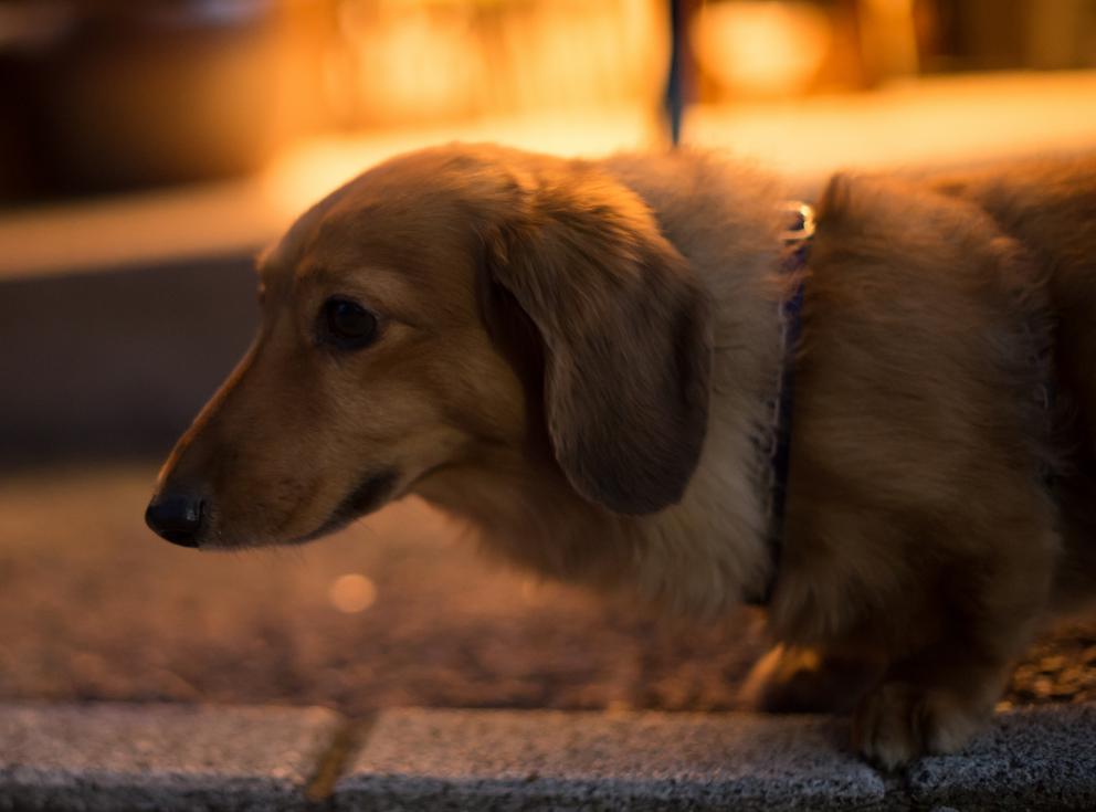 Fear Of Thunderstorms Alberta Animal Health Source