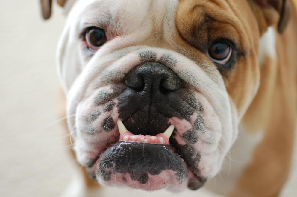 Dog Breeding Alberta Animal Health Source