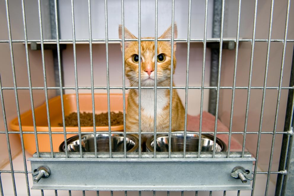 What to look for in Animal Shelters | Alberta Animal Health Source