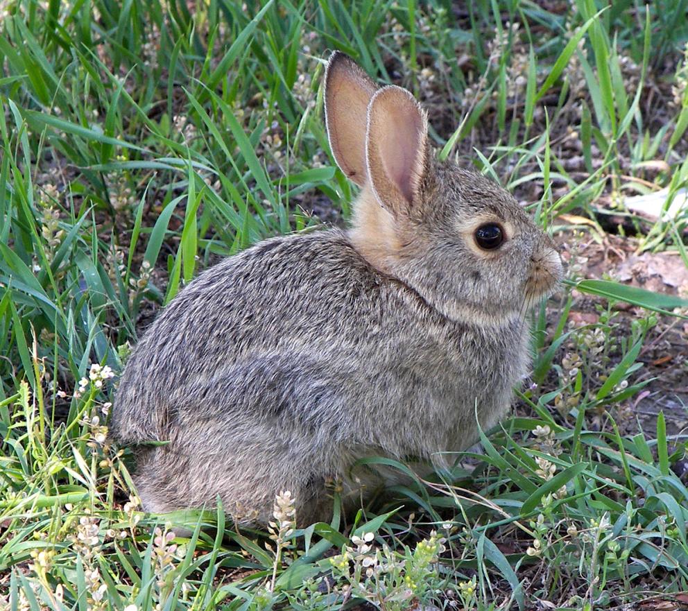 found wild baby rabbit