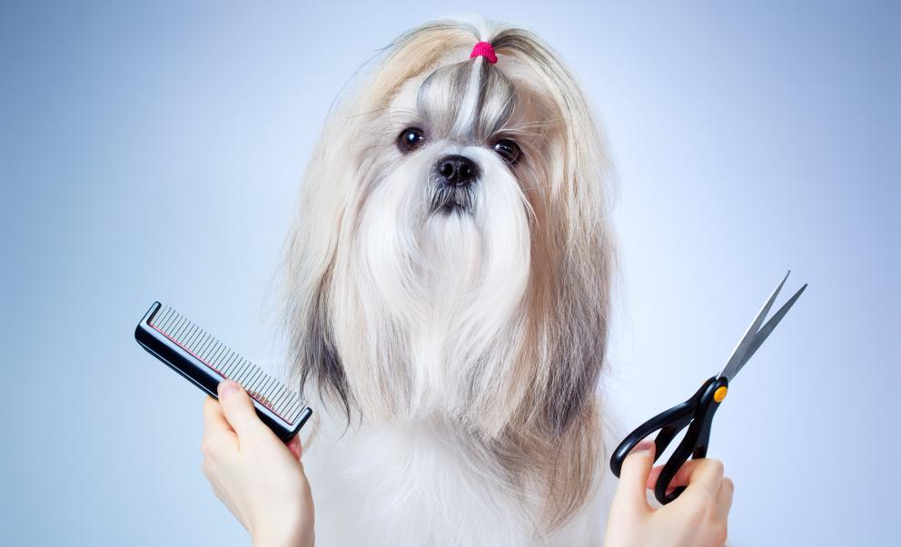 Dog Grooming, Cat Grooming