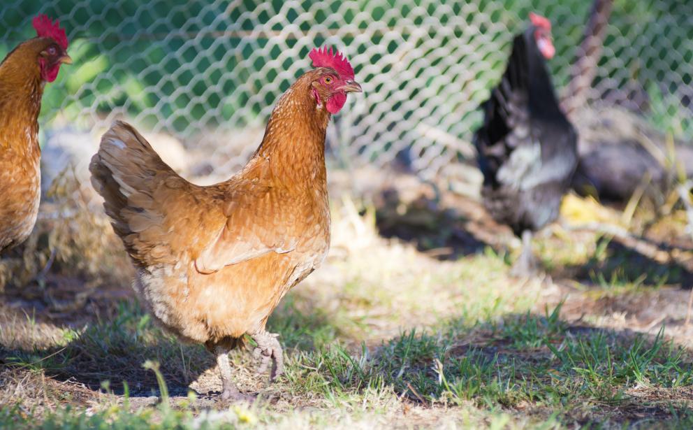 Animal Welfare vs Animal Rights | Alberta Animal Health Source