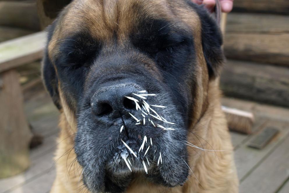Porcupine Quills in Dogs: What You Need to Know