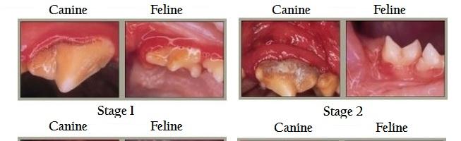 Dental Care for your Pet | Alberta Animal Health Source