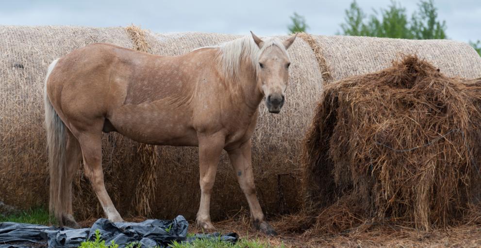 Strangles Disease – What Every Horse Owner Should Know | Alberta Animal ...