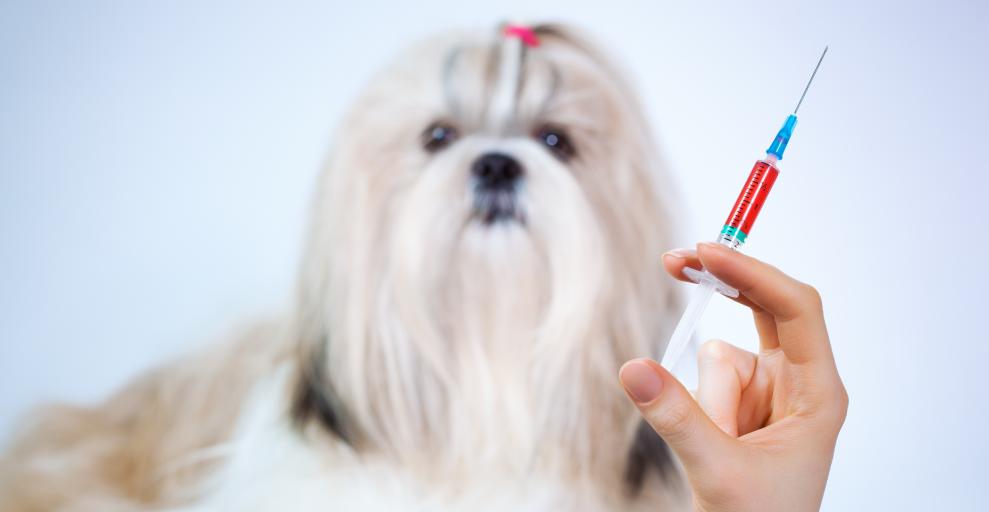 how-often-does-dog-need-rabies-shot