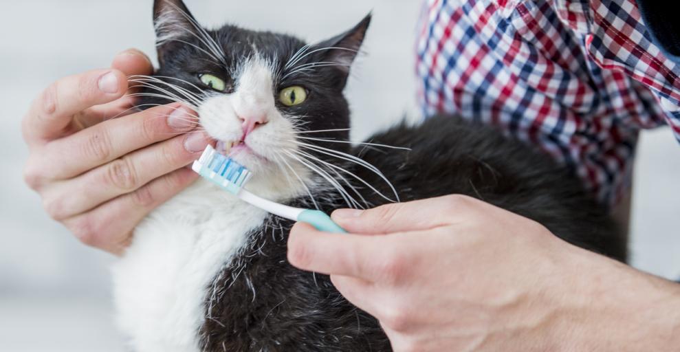 The Importance of Dental Care for Cats Alberta Animal Health Source