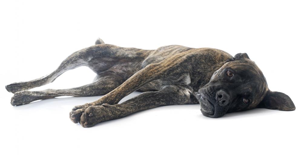 Can Cats Get Heartworms From A Dog