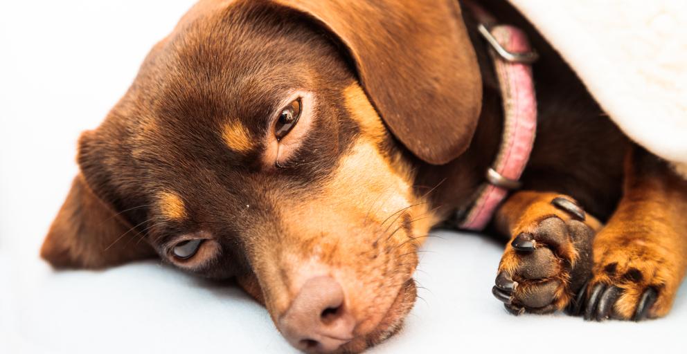 Pet Owners Beware Marijuana Is Toxic! Alberta Animal Health Source