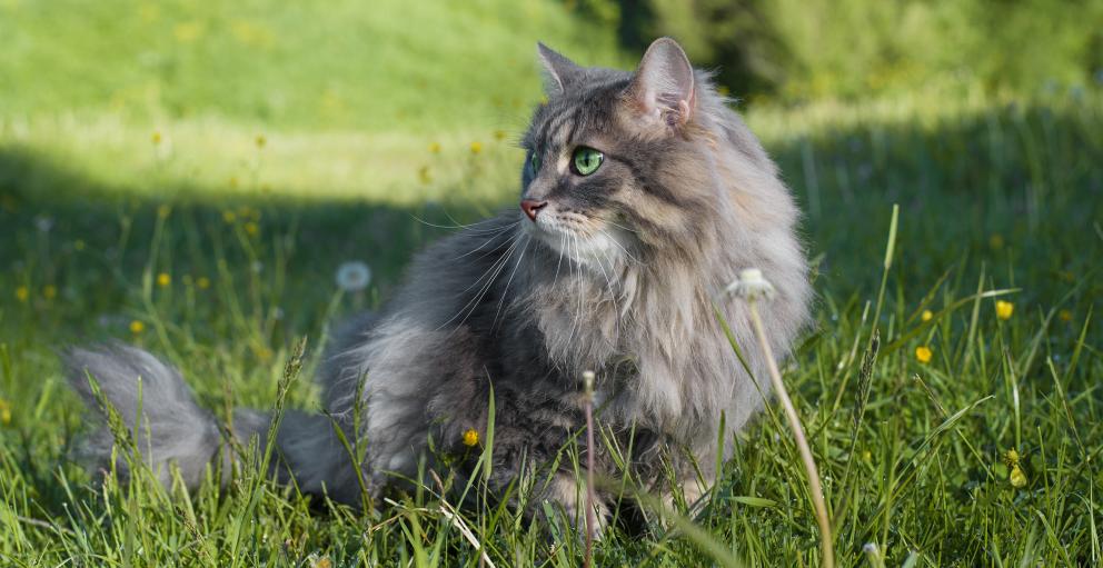 Should You Let Your Cat Roam? Alberta Animal Health Source