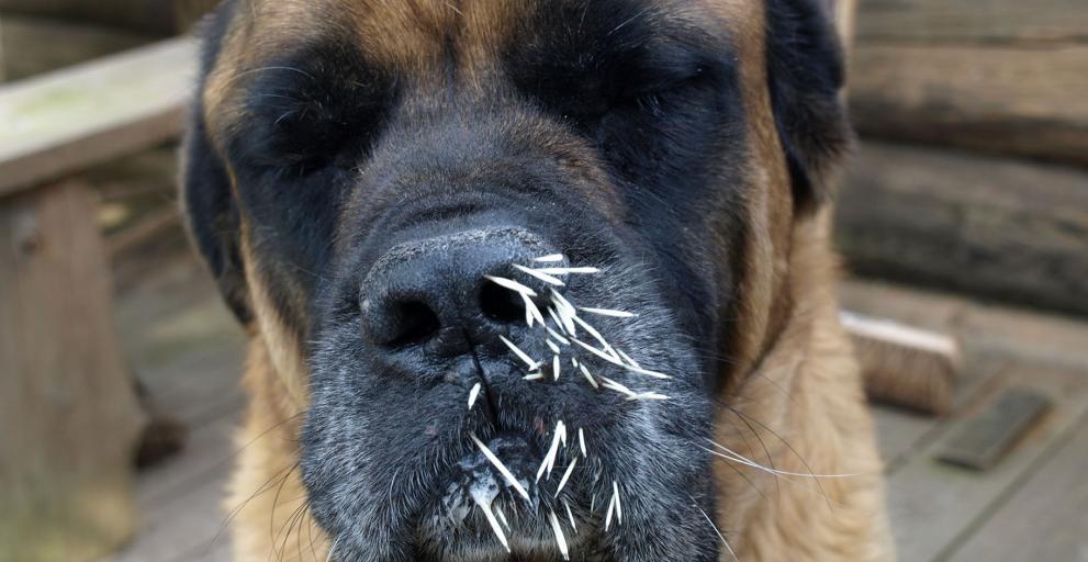 porcupine quills dog in the face