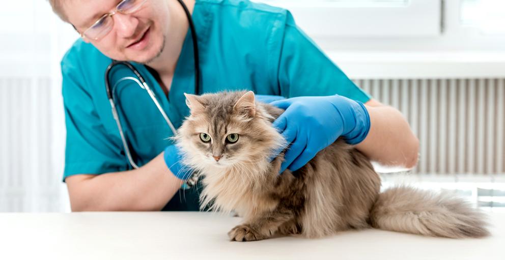 Cat Vaccinations What Cat Owners Need to Know Alberta Animal Health