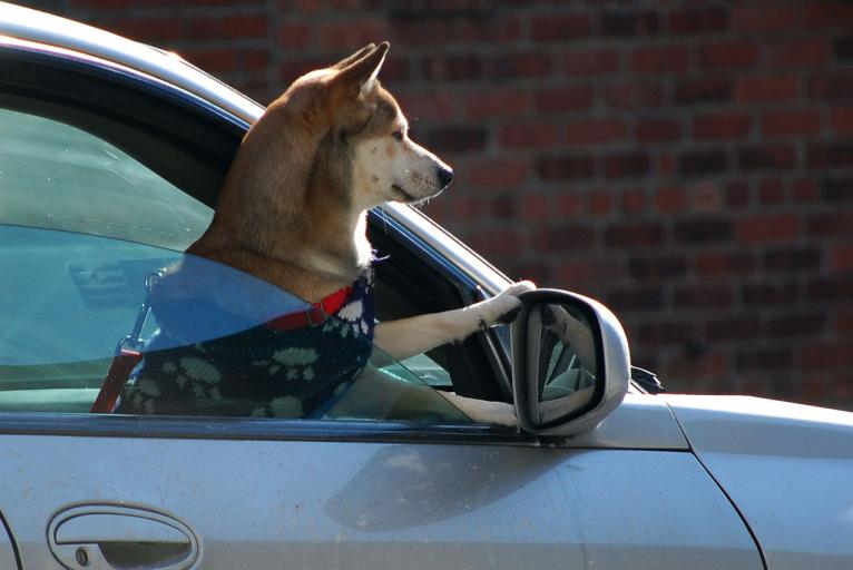 Distracted Driving and other Pet Travelling Considerations | Alberta Animal  Health Source