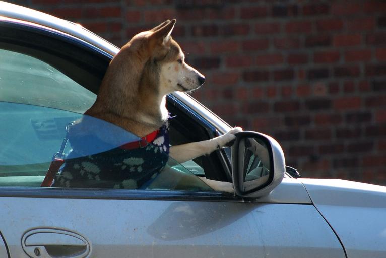 Distracted Driving and other Pet Travelling Considerations | Alberta Animal Health Source
