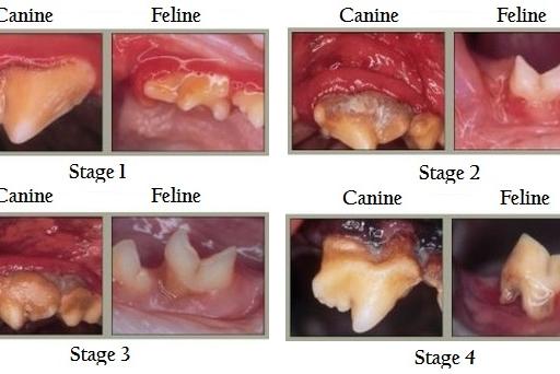 Dental Care for your Pet Alberta Animal Health Source